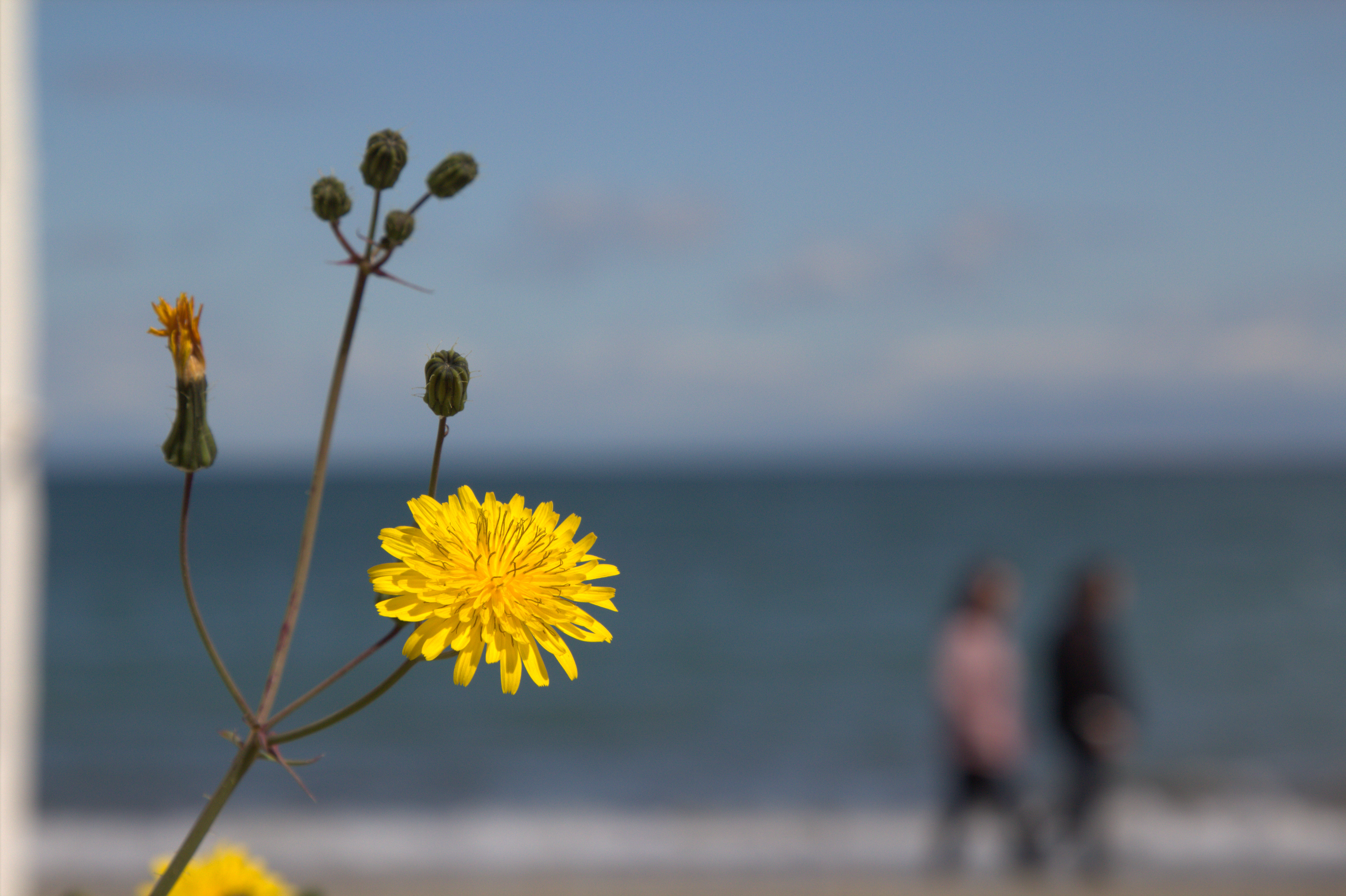 dandelion