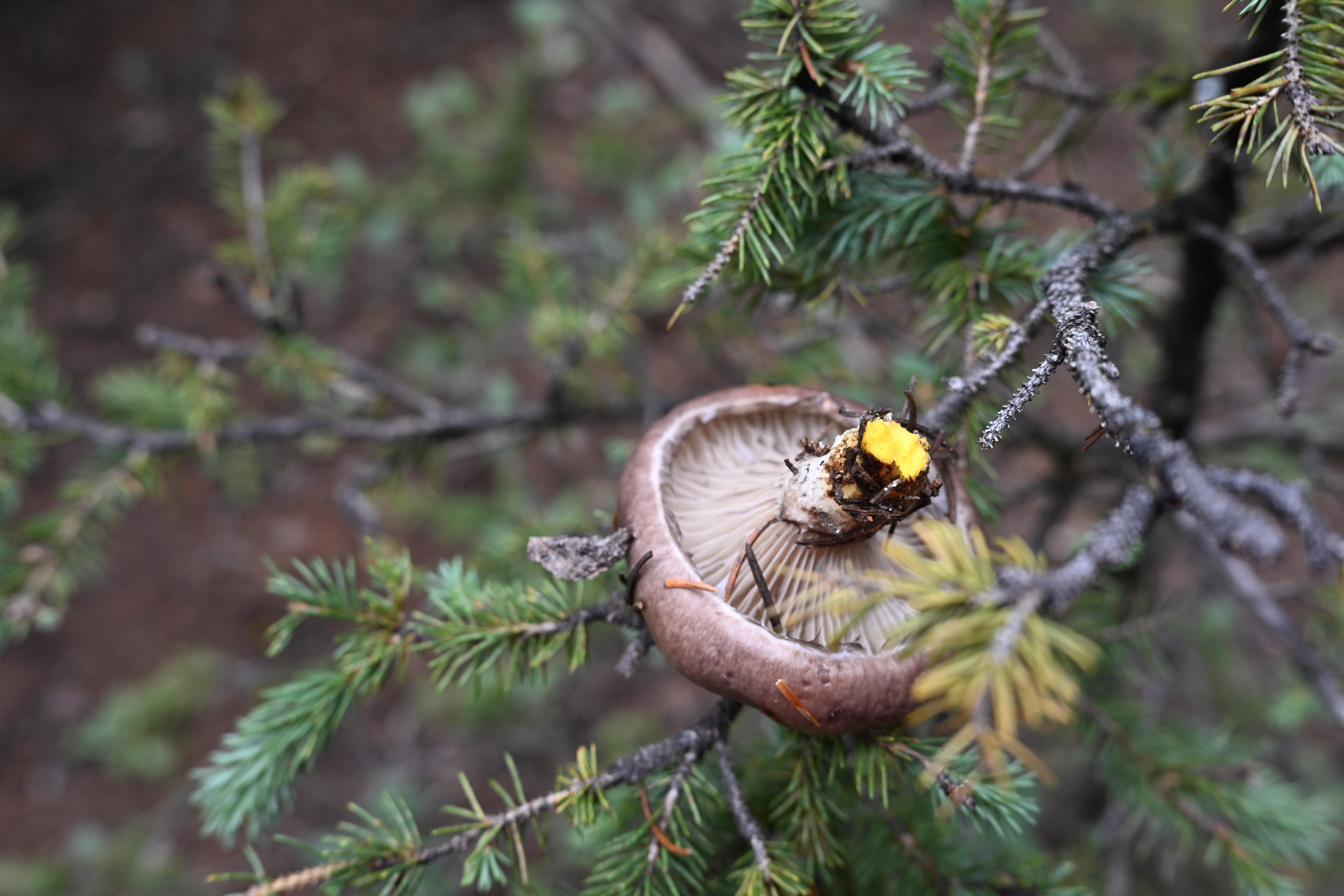 mushroomintree