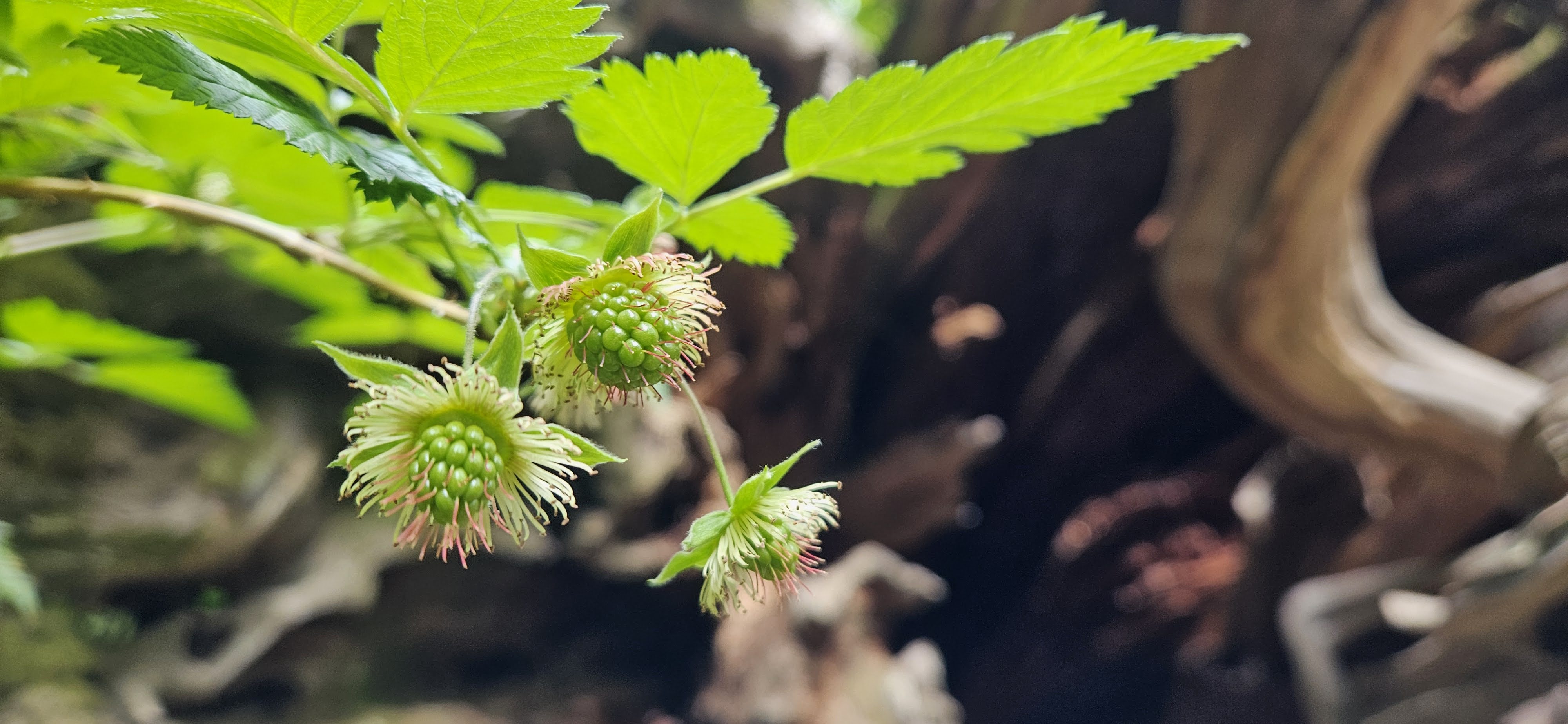 wildberry
